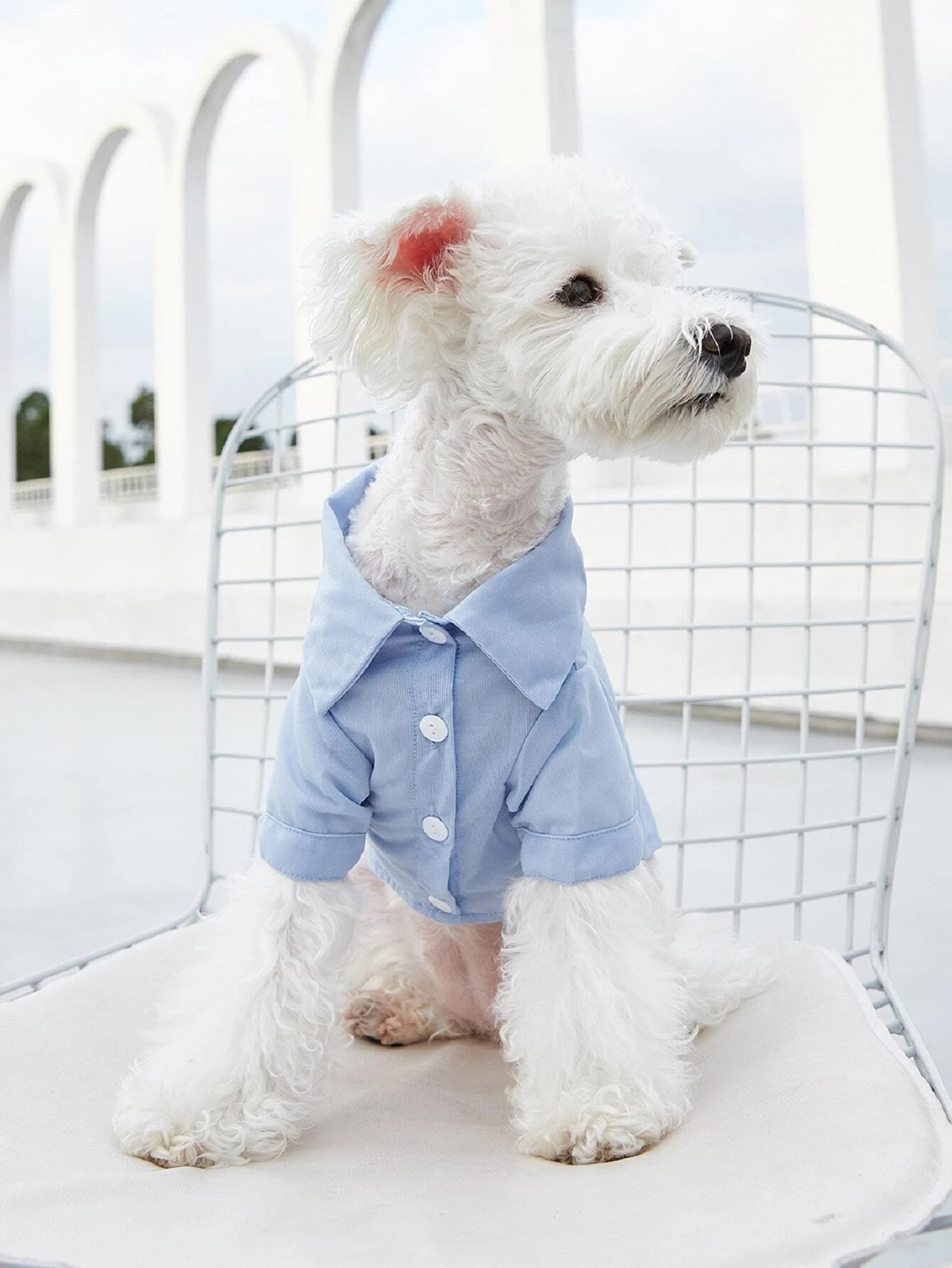 Modrá košile pro psa