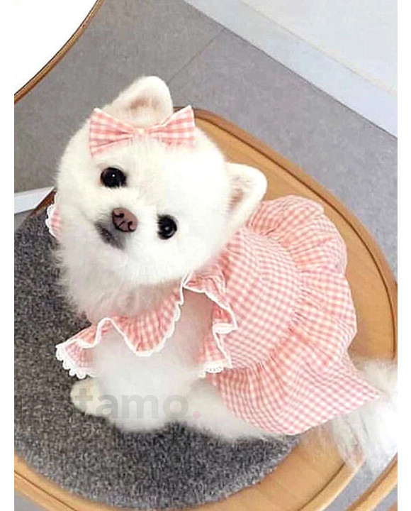 Růžový top pro psa-275922-20